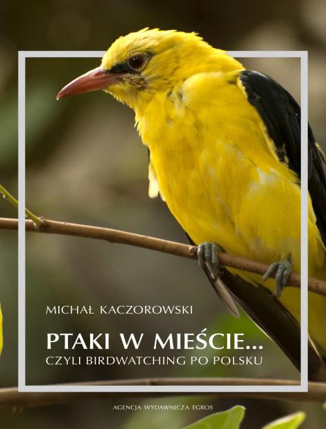Ptaki w Mieście